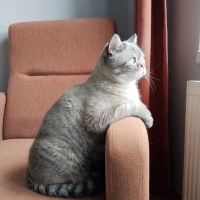 Erkek british kısırlaştırılmış ve sağlıklı