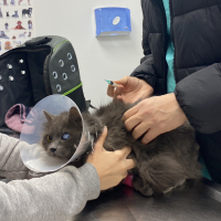 Tek Gözü Görmeyen Tatlı Kedim Yeni Yuvasını Arıyor 🐾