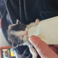 Kardeşini kaybetti yuva arıyoruz