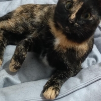 ACİİLL‼️ACİİLL‼️VETERİNERDEN‼️ KISIR‼️