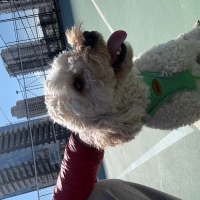 Poodle Ankara Yaşamkent Erkek 4 yaşında