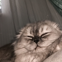 maya'ya yuva arıyoruz 8 aylık dişi