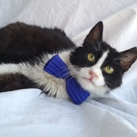 Pofidik tatlı vampirim yuva arıyor