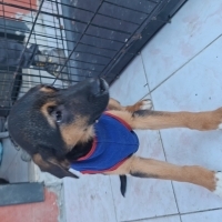 Adı thor barınakta doğdular şimdi yuva arıyor