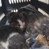 Yeni doğmuş yavru kediler