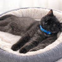 Ücretsiz sahiplenme British kedi acil yuva