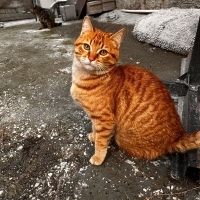 ÜÇ PATİLİ EVLADA ACİL YUVA