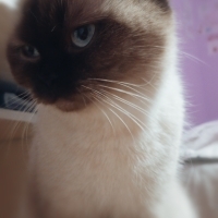 Kızımıza yuva arıyoruz