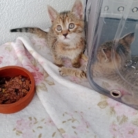 50 günlük afacanlar yuva ariyor