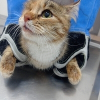 Şeker Çok Zor Şeyler Yaşamış