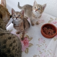 50 günlük minikler ömürlük yuva ariyor