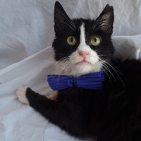 Aşırı insancıl, kucak delisi smokin oğlana yuva ❤️