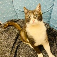 BRİTİSH SHORTHAİR MELEZİ ,KISIR,DİŞİ KEDİLER ÜCRETSİZ SAHİPLENDİRME