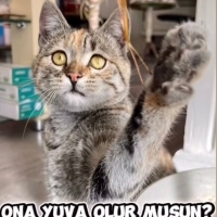 Tedavisi biten kuzu için yuva