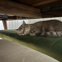 Kalıcı yuvasını arıyo