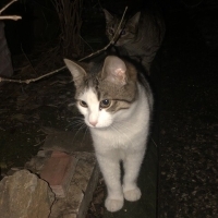 KARDEŞLERİNİ ZEHİRLEDİLER ANNESİNİ BİR GÖZÜNÜ KÖR ETTİLER BU YAVRUMADA BİRŞEY OL