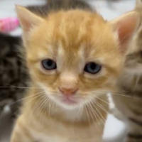 sarman kedi 1 aylık erkek