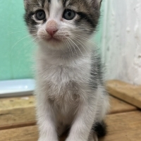 2 aylık yavruya yuva