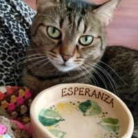 ACIYI PAYLAŞAN, PATİSİYLE ŞİFA VEREN BİR DOST