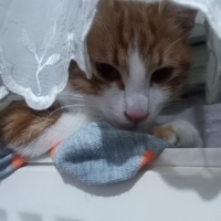 Şıpıdık’ın geçici korumada son günleri