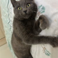 Gri sevgi delisi bi bebek