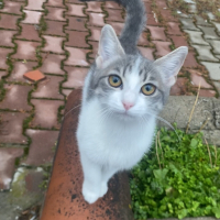 Acill Çok..