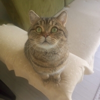 Dobby oğlumuz yuva arıyor