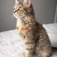 Dünyalar tatlısı kızımız Venüs için sevgi dolu, ömürlük bir yuva arıyoruz! 🌟