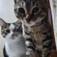 Bu iki dünyalar tatlısı çocuğa çok acil yuva lazım!!