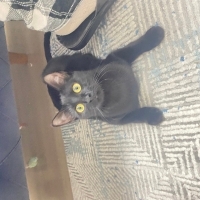 Çok acilll lütfen son çareleri