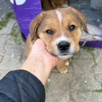 Paskal  ve 5  kardeşi yuva arıyor