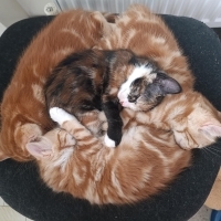 Uc sari erkek kedi ve bir rengarenk dışı