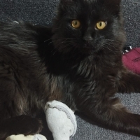 Annesi tekir babası ankara kedisi