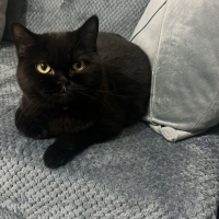 Sokağa atıldı acil yuva araniyor