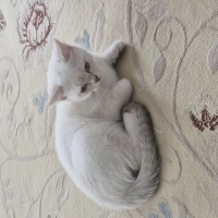 oyuncu, uysal temiz eğitimli