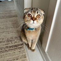 Ücretsiz sahiplendirme