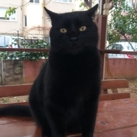 🐾 PAŞA A..