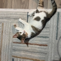 Lebi kalıcı yuvasını arıyor