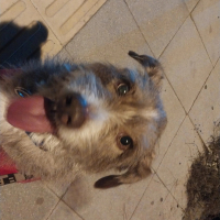 Dostuma yuva arıyorum