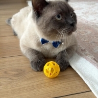 ÜCRETSİZ SAHİPLENDİRME