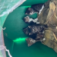 1 AYLIK YAVRU KEDİLER