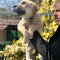 3-3.5 AYLIK KANGAL MELEZİ ‼️