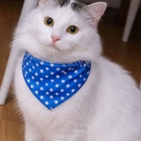 Erkek kısır 1.5 yaş uysal acil yuva