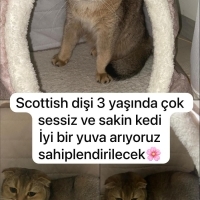Çok akıllı ve sakin