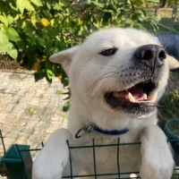 Tokyo İçin Yuva Aranıyor