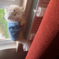 Yakışıklı Persian