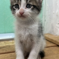 2 aylık erkek yavru ÖMÜRLÜK YUVA