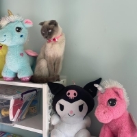 ÜCRETSİZ SAHİPLENDİRİLECEKTİR (SCOTTİSH FOLD)