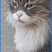 Minik evden atıldı yuva acil