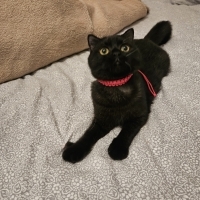 Safir için yuva olur musun?